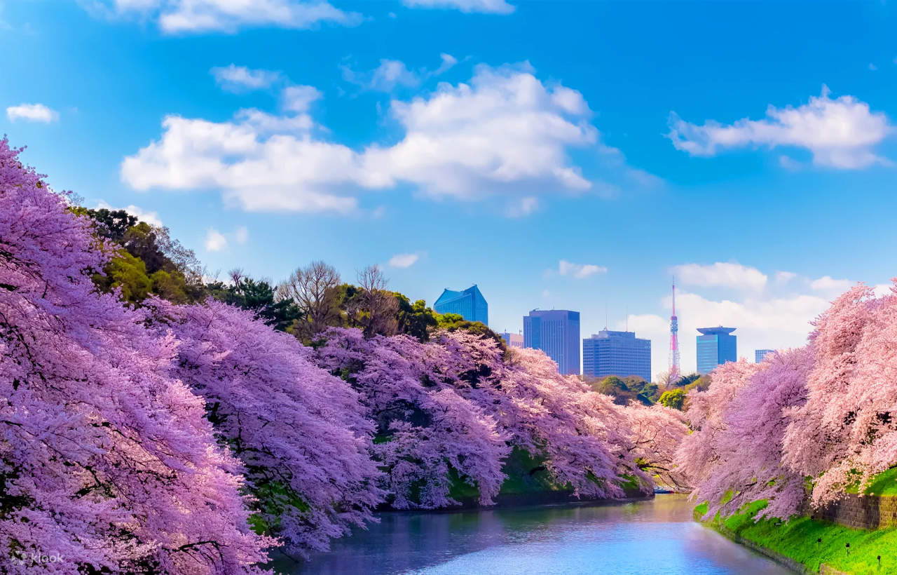 Tokyo Cherry Blossom Season Limited Day Tour | Shinjuku Gyoen